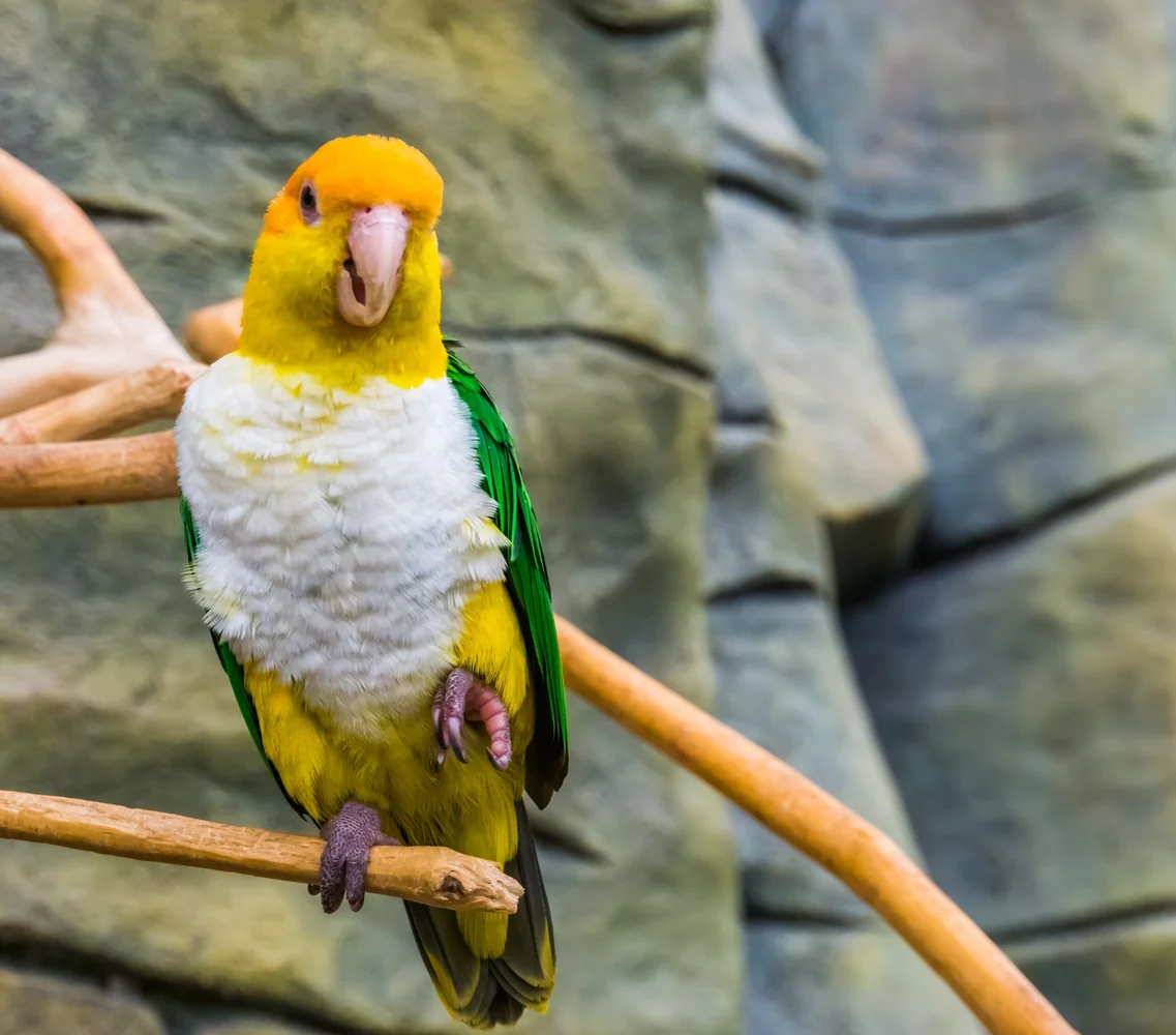 White-bellied caique